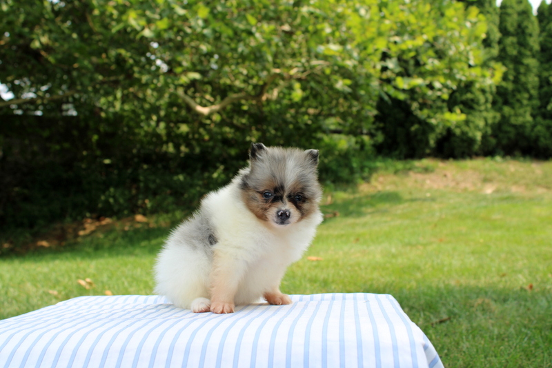 puppy, for, sale, Pomeranian, Matthew B. Stoltzfus, dog, breeder, Gap, PA, dog-breeder, puppy-for-sale, forsale, nearby, find, puppyfind, locator, puppylocator, aca